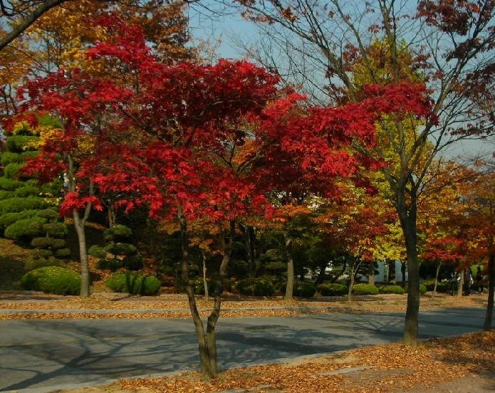 龙仁大学