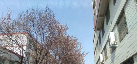 河南平顶山外国语学校