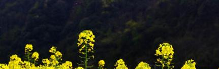 截图20181214141151