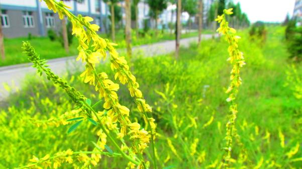 张北县中学2021年怎么样、好不好