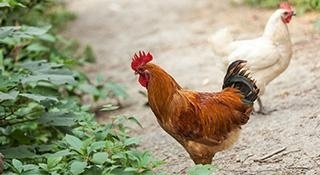 了解需要用到的食材