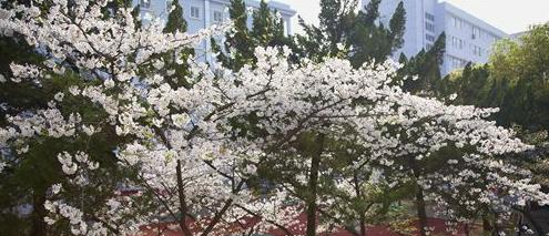 湖北艺术职业学院6