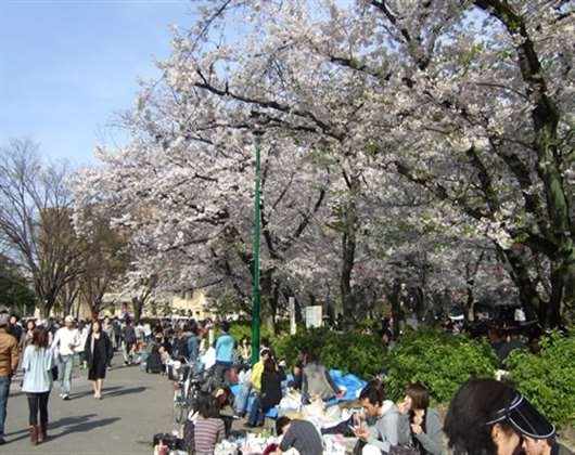 名樱大学