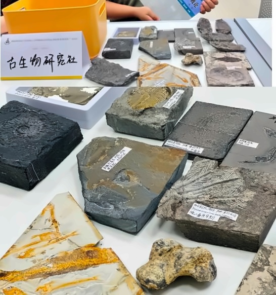 英澳美古生物研究社.jpg