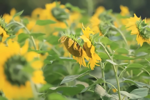 花海