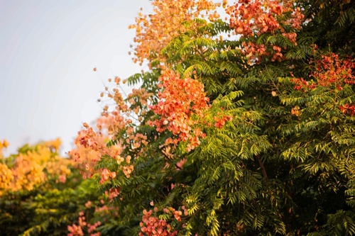 桂花
