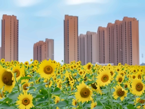 花海