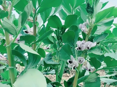 蠶豆.jpg