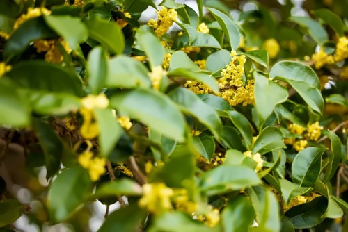 桂花