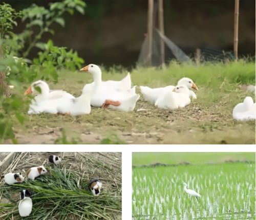 美华学校农场