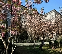 樱花园