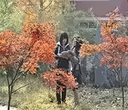 北语秋景