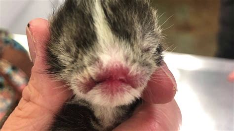 Kitten少兒編程特色課程