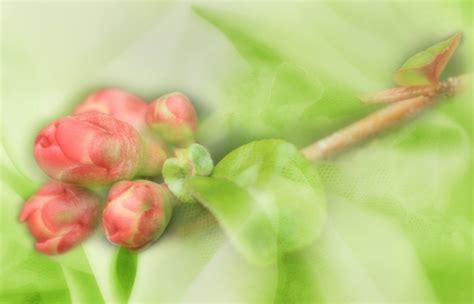 3-4年级新芽大作文课程