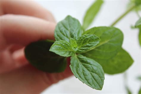 茶艺零基础精品课程