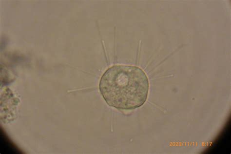 初中生物个性化精品课程