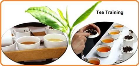 中级茶艺师精品培训课程