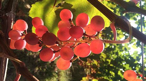 日语阳光组合特色课程