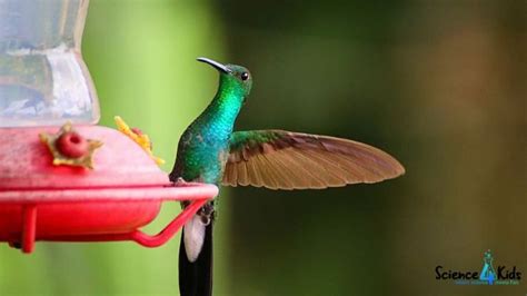 蜂鸟科学思维课程