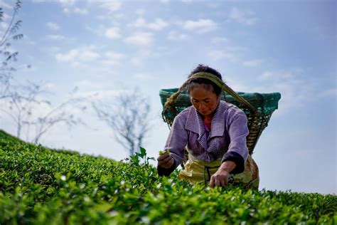 茶艺兴趣培养课程