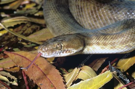 少儿Python程序开发课程