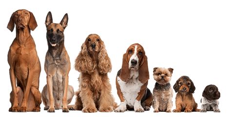 美国北德州大学留学直通车项目