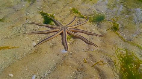 7-12个月闪闪海星游泳课程