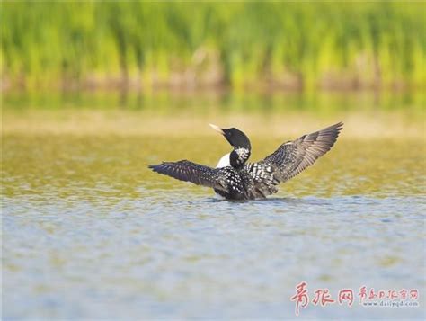 青岛北大青鸟accp培训