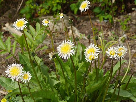 东莞蒲公英日语业余初级班（日语N5-N4级）