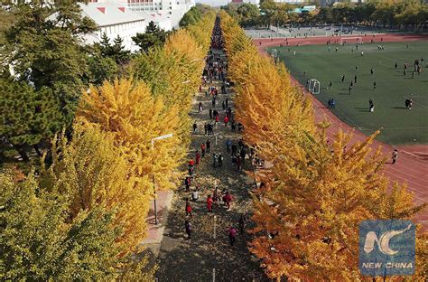 沈阳朗阁教育秋季课程