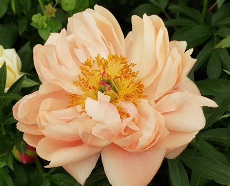 英式糖花培训