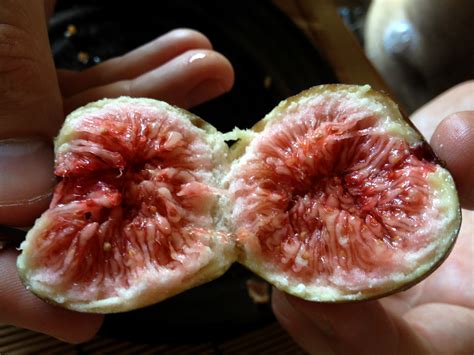 日式和果子培训