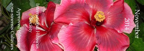 白玉木槿国际教育学校招生信息