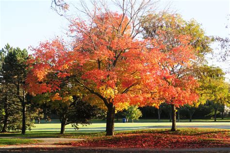 中加枫华为你解析世界认可的加拿大BC省课程