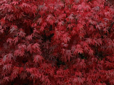 中加枫华教师们暑期加强活动