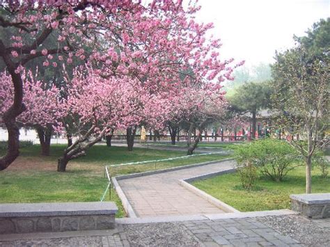 北京中杉学校的娃，带着老师逛公园！