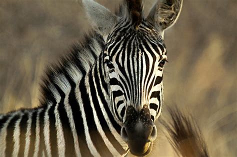 非洲：北京鼎石国际学校学子地平线之外的探索之旅