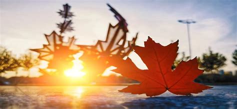 济南枫叶双语学校国际高中招生简章