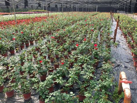 南宁插花专业课程