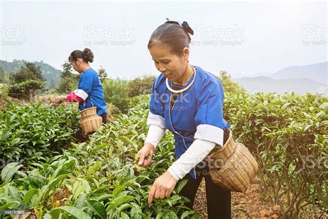 广西奶茶培训
