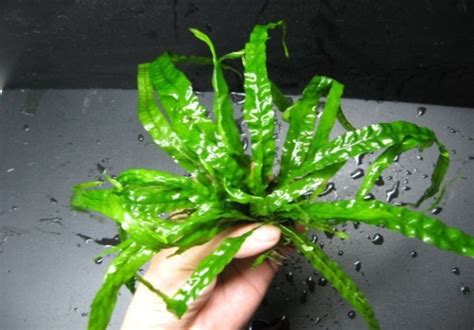 西安java开发培训实践学习班