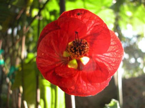 西安插花考证机构