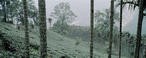 西安茶艺师高级