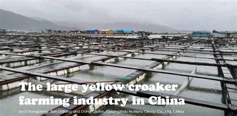 西安网红小黄鱼技术费用