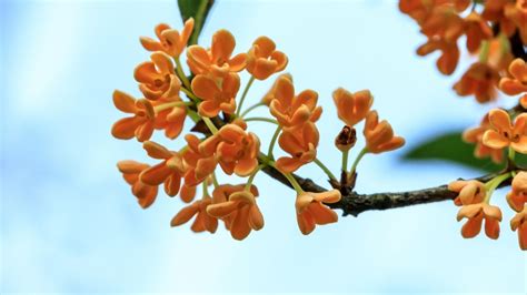 温州哪里有桂花坛子鸡培训中心