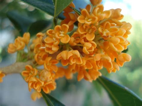 温州哪家桂花坛子鸡培训比较好
