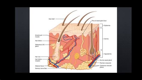 西安皮肤管理培训班推荐