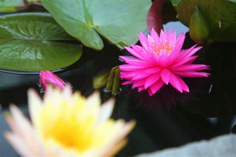 【上海插花学院哪家好】