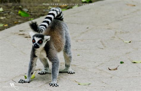 上海南汇区acca班