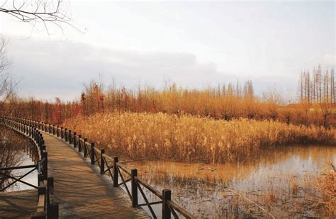 上海崇明县acca班